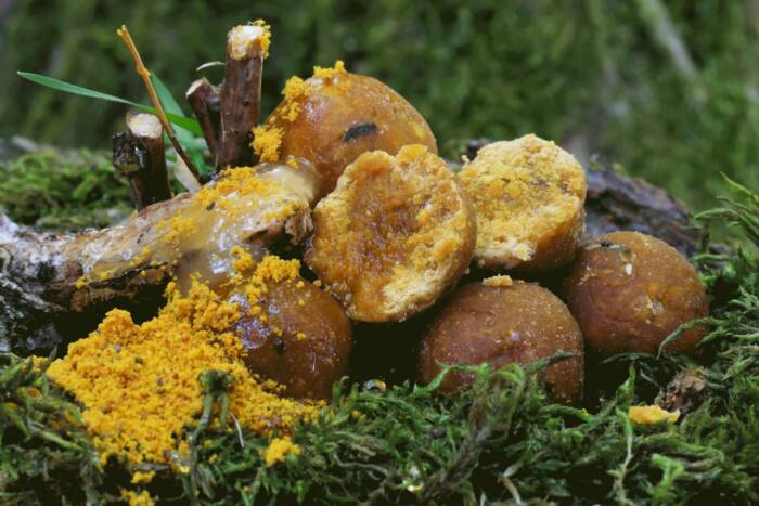 Golden Maya 1 kg - immagine 2